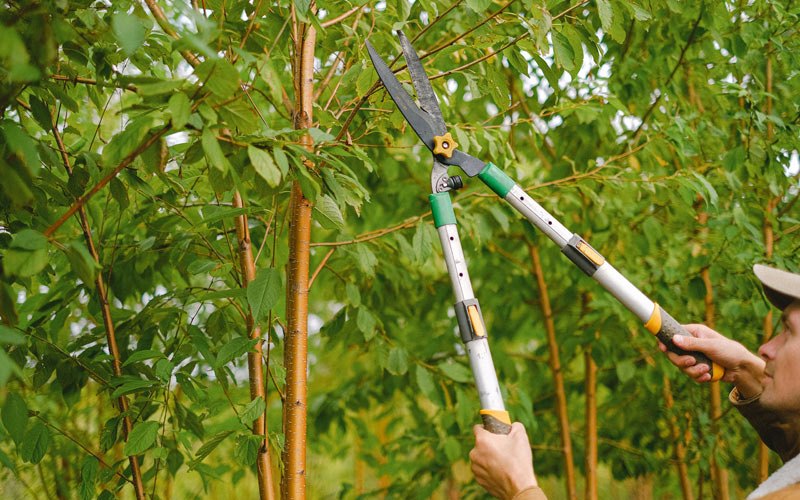 Tree trimming in Plum Branch, SC